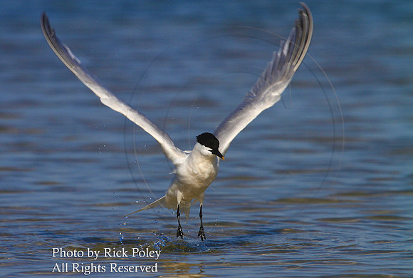 Sandwich Tern Taking Off