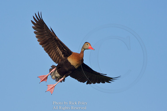 Black-bellied Whistling Duck (Dendrocygna autumnalis) Banking in Flight