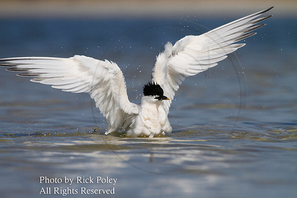 Bathing Sandwich Tern (Sterna sandvicensis)