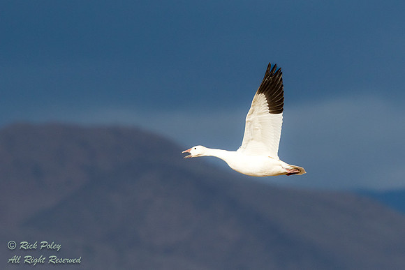 Migrating Snow Goose (Chen caerulescens) Calling, NM