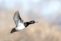 Flying Male Ring-necked Duck (Aythya collaris), NM