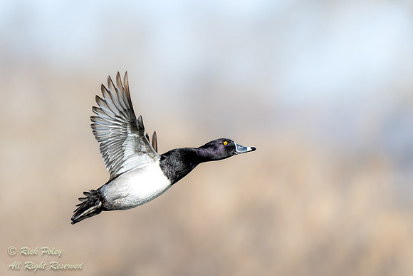 Flying Male Ring-necked Duck (Aythya collaris), NM
