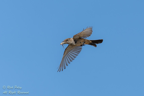 Say's Phoebe (Sayornis saya) Returning to Nest With a Grasshoppe