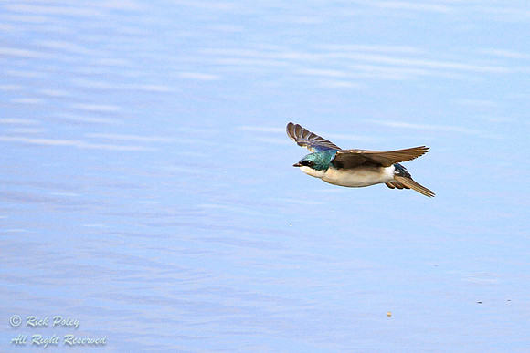 Flying Tree Swallow (Tachycineta bicolor), FL