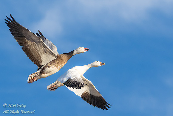 Dark & White Morph Snow Geese (Chen caerulescens) in Flight, NM