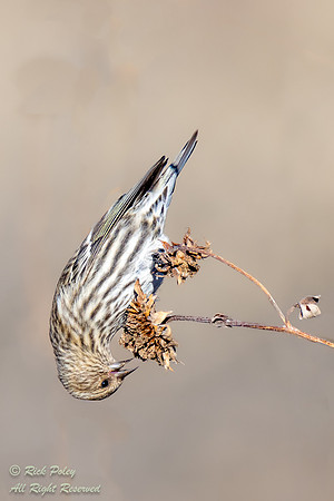 Foraging Pine Siskin (Spinus pinus), NM