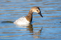 Juvenile Canvasback (Aythya valisineria) Diving, NM