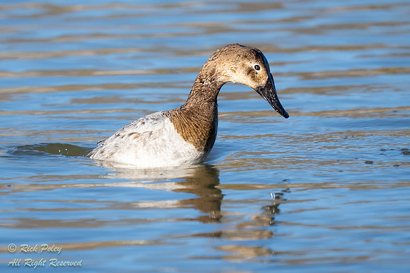 Juvenile Canvasback (Aythya valisineria) Diving, NM