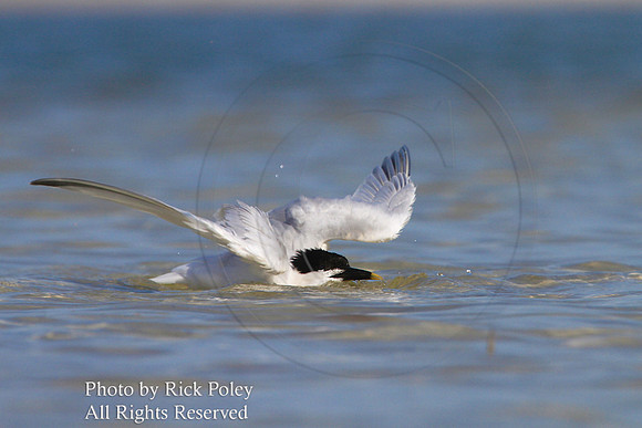 Sandwich Tern (Sterna sandvicensis) Bathing