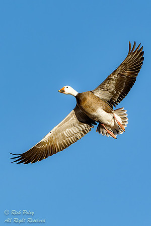 Dark Morph Snow Goose (Chen caerulescens) in Flight, NM