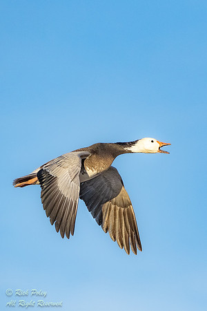 Dark Morph Snow Goose (Chen caerulescens) Calling in Flight, NM,
