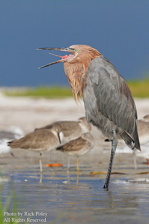 Reddish Egret (Egretta rufescens) Bill Open