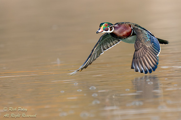 Drake Wood Duck (Aix sponsa) Flying Over Pond, NM