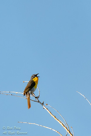 Male Yellow-breasted Chat (Icteria virens) Singing, NM