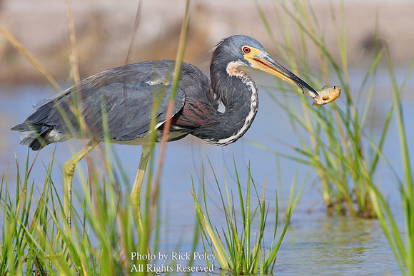 Adult Tricolored Heron (Egretta tricolor) With Small Fish