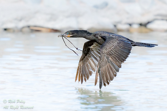Neotropical Cormorant (Phalacrocorax brasilianus) Flying With Ne