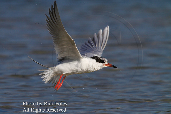 Forster's Tern (Sterna forsteri) Taking Off