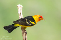 Male Western Tanager (Piranga ludoviciana) With Breeding Plumage