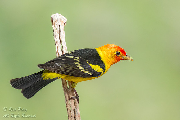 Male Western Tanager (Piranga ludoviciana) With Breeding Plumage