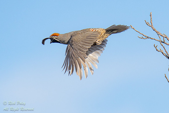 Male Gambel's Quail (Callipepla gambelii) Flying , NM