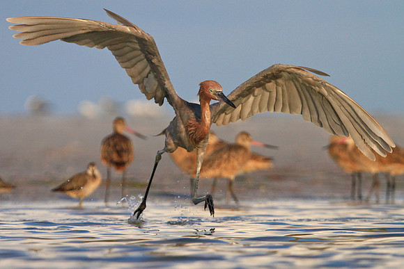 Running Reddish Egret (Egretta rufescens) foraging