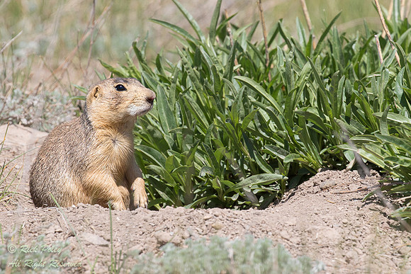 Gunnison Prairie Dog (Cynomys gunnisoni) Sentinel, NM