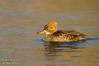 Female Hooded Merganser (Lophodytes cucullatus), NM