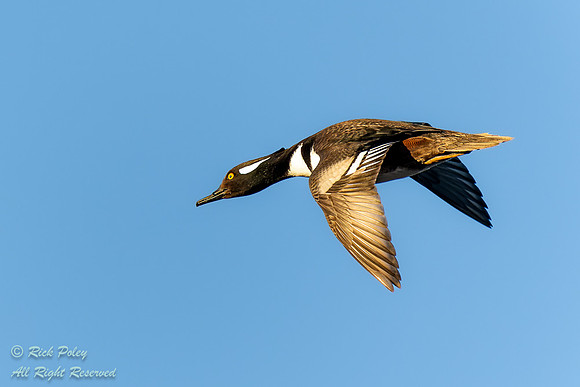 Drake Hooded Merganser (Lophodytes cucullatus) in Flight, NM