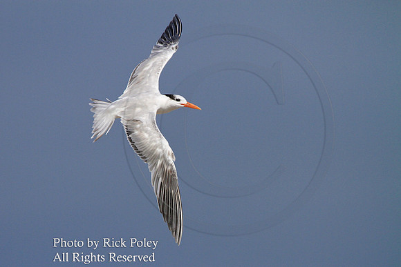 Royal Tern (Sterna maxima) in Flight