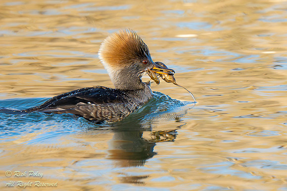 Female Hooded Merganser (Lophodytes cucullatus) with a Crayfish,