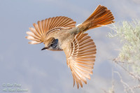 Flying Ash-throated Flycatcher (Myiarchus cinerascens), NM