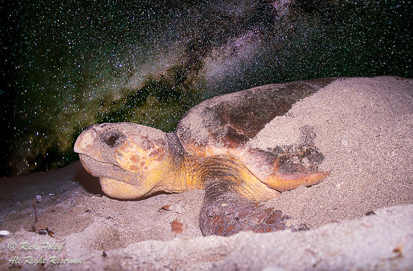 Loggerhead Sea Turtle (Caretta caretta) Laying Eggs Under the Mi