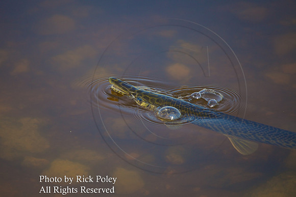 Florida Gar Breathing