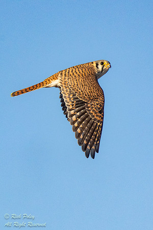 American Kestrel (Falco sparverius) in Flight, NM