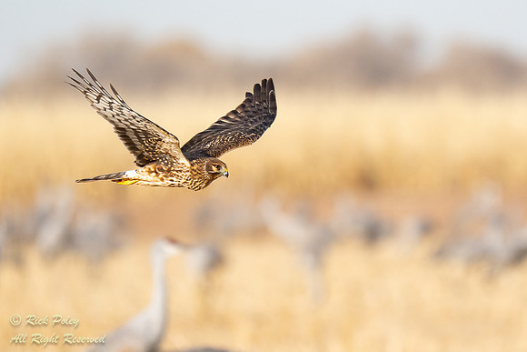Female Northern Harrier (Circus cyaneus) Flying Over Foraging Sa