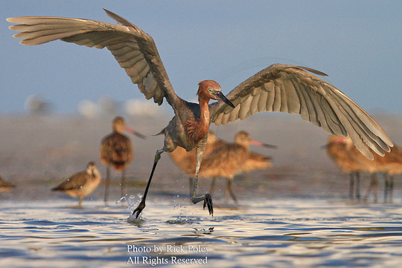 Reddish Egret (Egretta rufescens) Feeding and Foraging