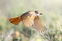 Flying Ash-throated Flycatcher (Myiarchus cinerascens), NM