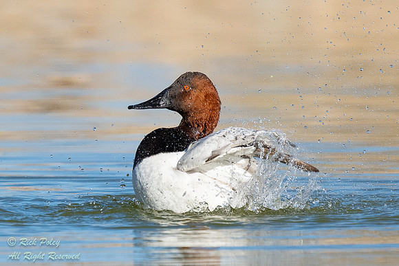Bathing Drake Canvasback (Aythya valisineria), NM