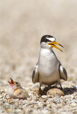 Roof-top Least Tern (Sternula antillarum), FL
