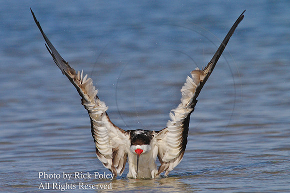 Black Skimmer (Rhynchops niger) Bathing & Preening