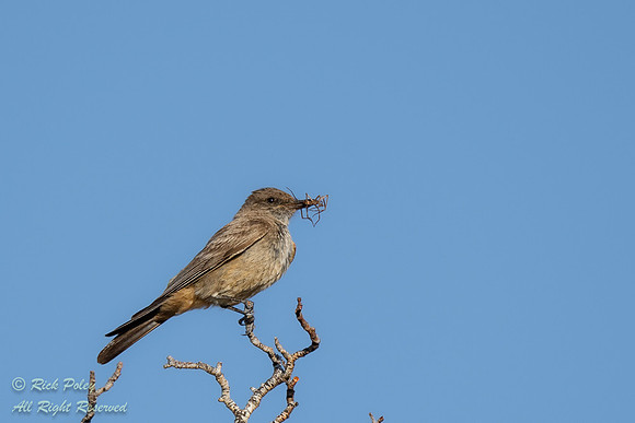 Say's Phoebe (Sayornis saya) With Spider, NM