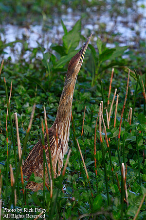American Bittern (Botaurus lentiginosus)