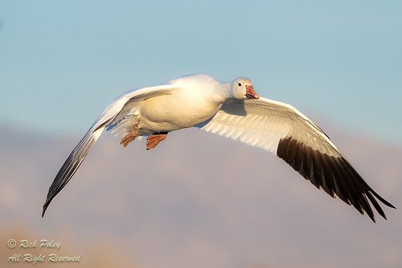 Incoming White Morph Snow Goose (Chen caerulescens) in Flight, N