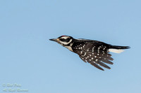 Juvenile Hairy Woodpecker (Picoides villosus) in Flight, NM