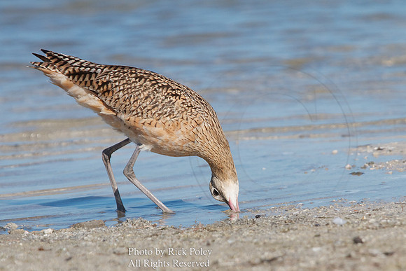 Long-billed Curlew (Numenius americanus) Foraging