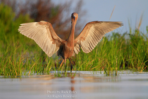Reddish Egret (Egretta rufescens) Feeding and Foraging
