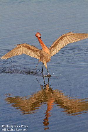 Reddish Egret (Egretta rufescens) Feeding and Foraging