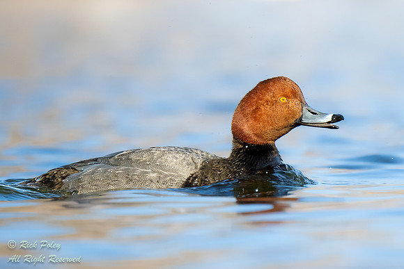 Male Redhead (Aythya americana), NM