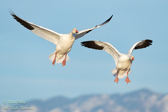 White Morph Snow Geese (Chen caerulescens) Landing, NM