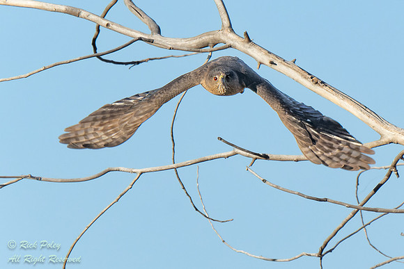 Cooper's Hawk (Accipiter cooperii) Flying,  NM
